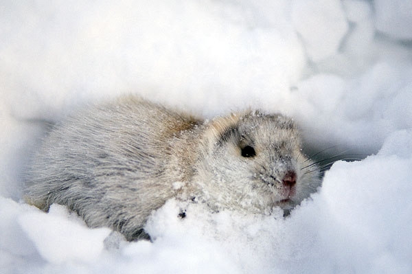 Arctic Lemming