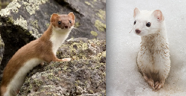 Ermine