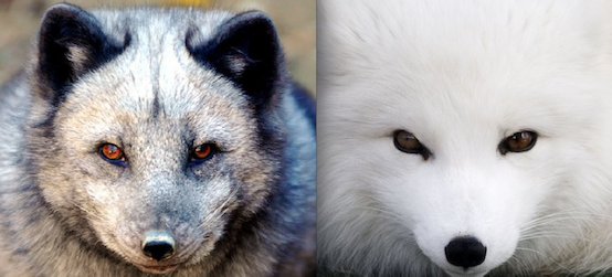 Arctic Fox