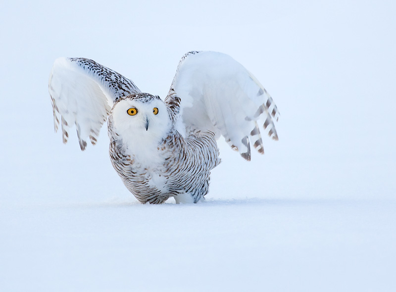 Snowy Owl