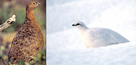 Ptarmigan